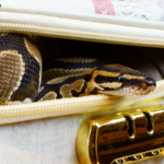 snake found in suitcase christchurch traveller