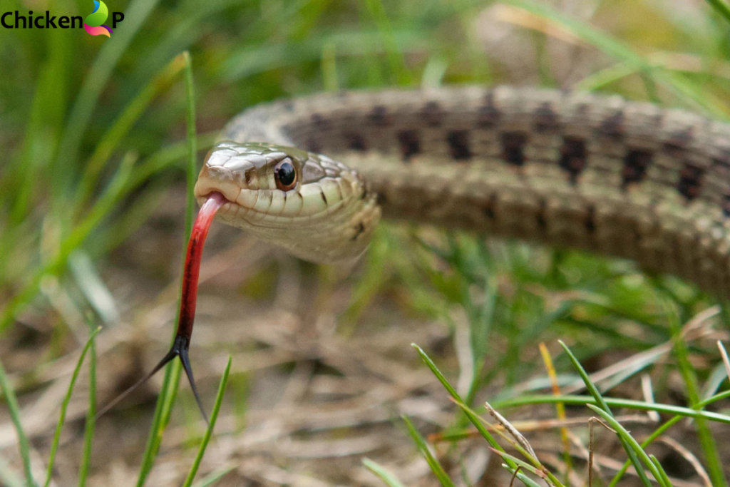 snake found in suitcase christchurch traveller