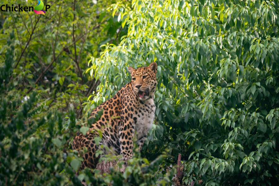 north china leopard shanxi comeback