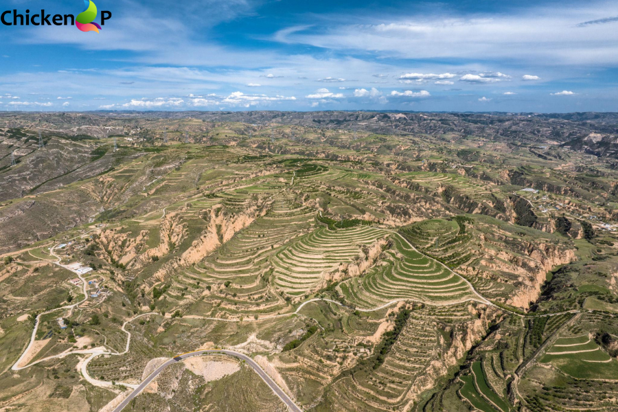 north china leopard shanxi comeback