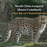 north china leopard shanxi comeback