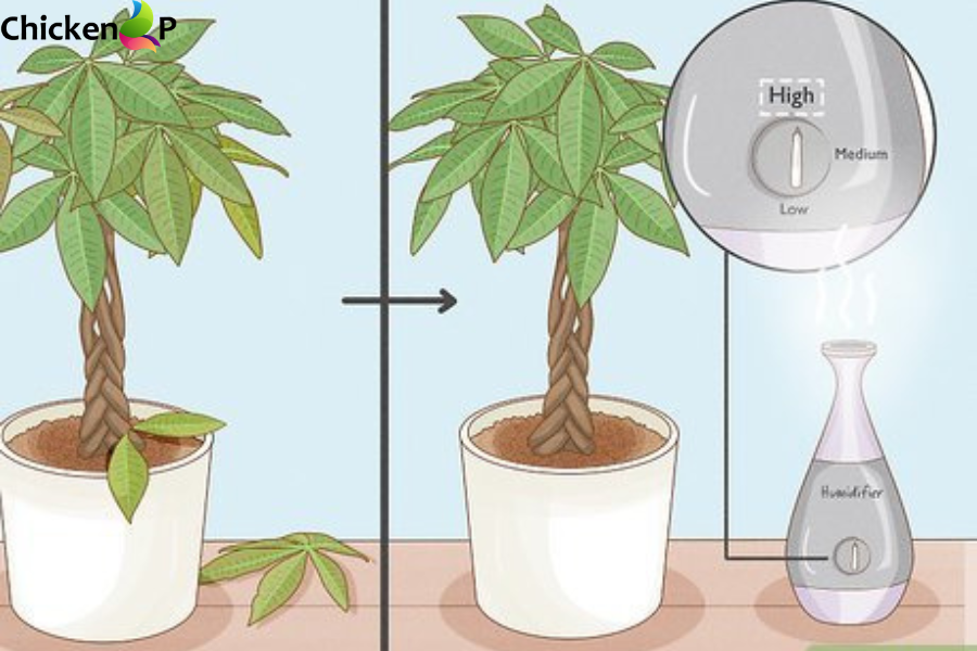 humidifier for money tree​
