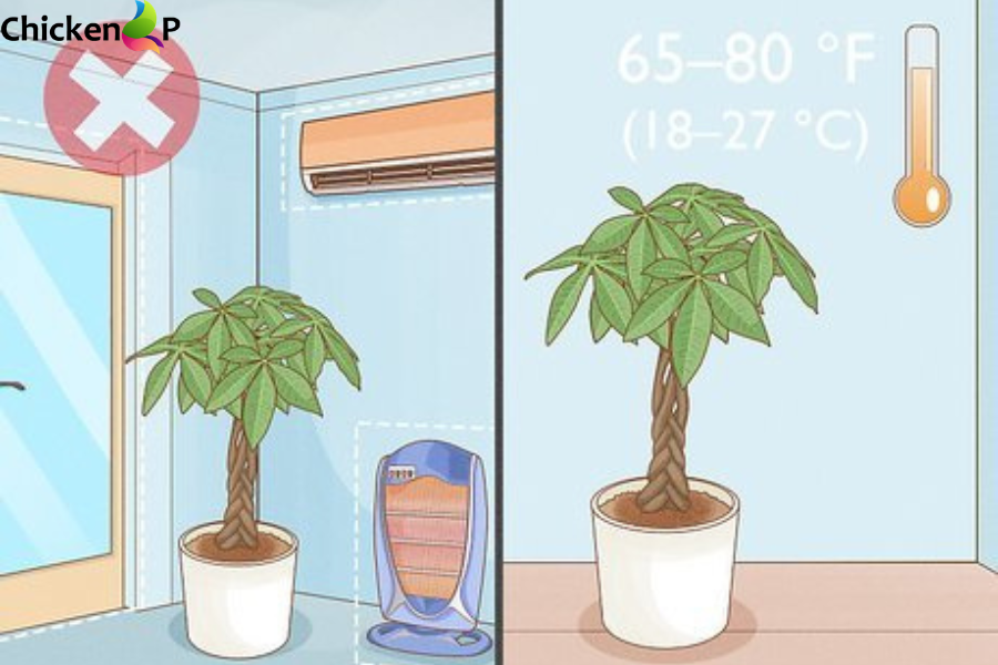 humidifier for money tree​
