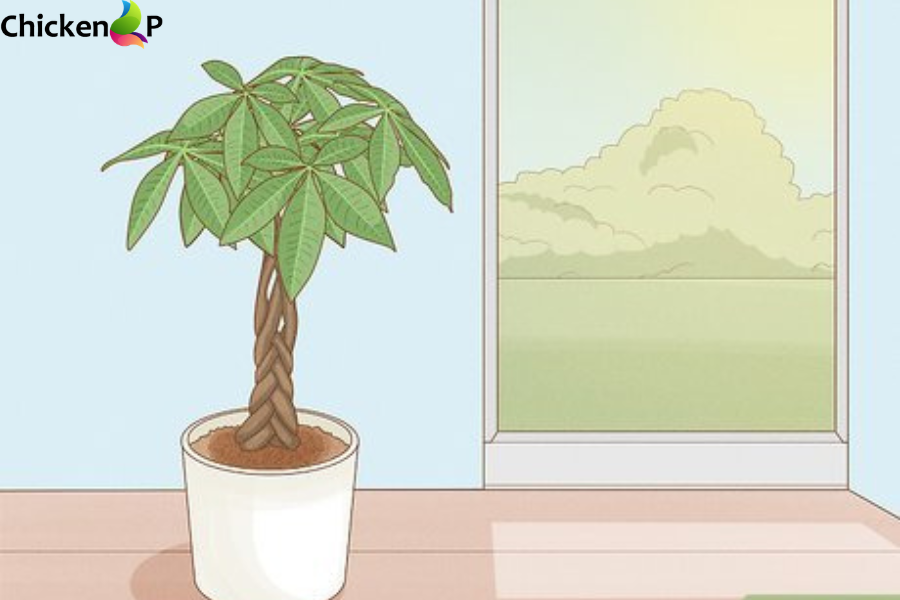 humidifier for money tree​
