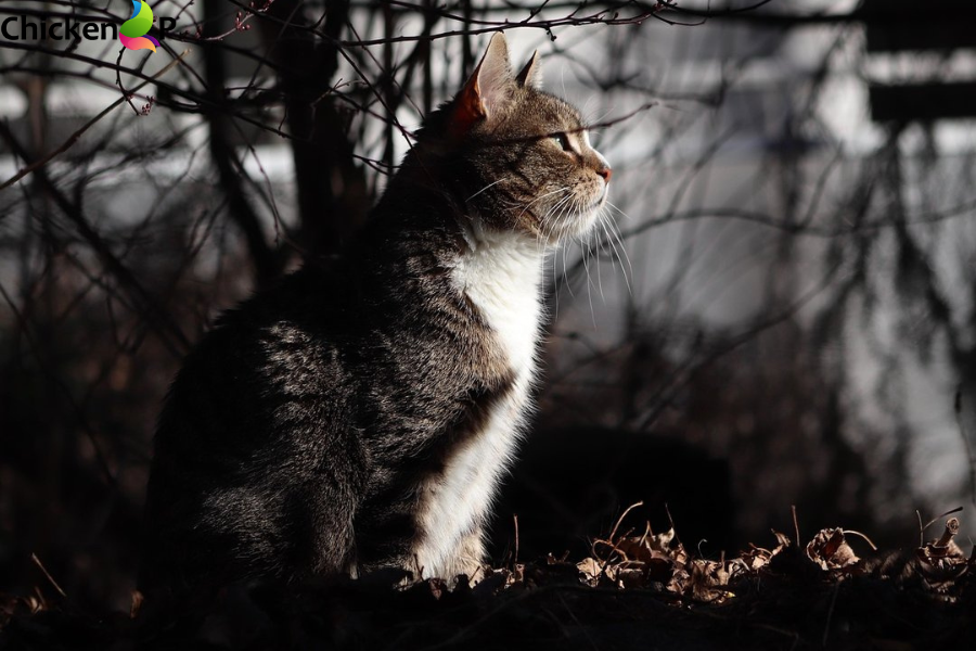 when was the game innerlifthunt released